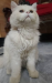 Persian male cat